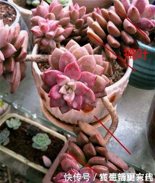 杆子|将多肉养成老桩有何难跟着我4步操作,快速养成瀑布型老桩!