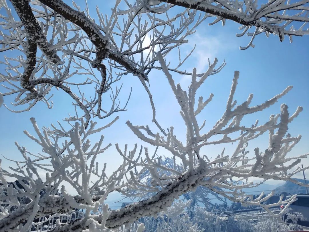 雪景|太美了！台州最新雪景！括苍山跌至-10℃，再现云海奇观（多图多视频）