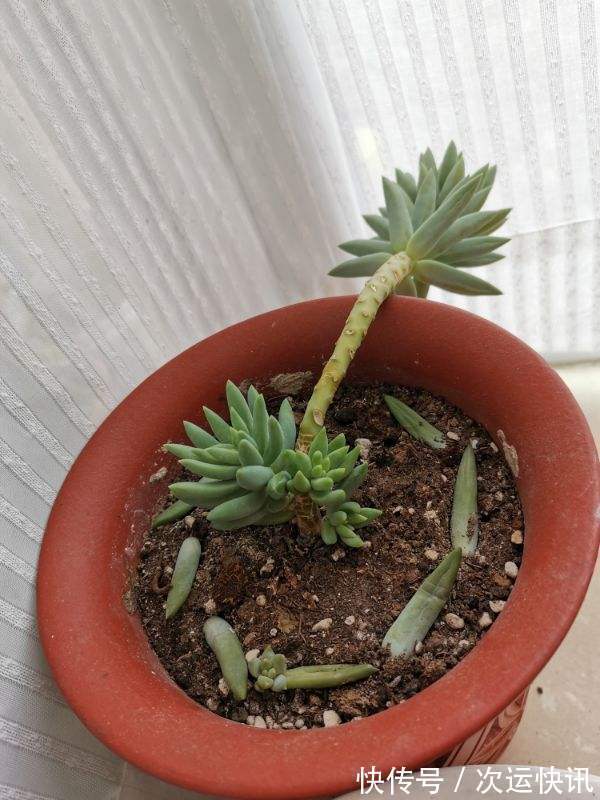 多肉越长越瘦,都怪你不会养,2招就能胖起来!