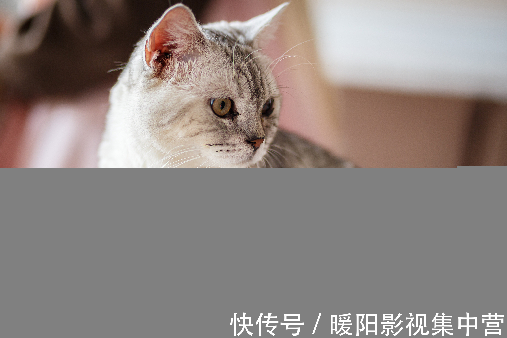 男女主!5本文笔好的穿越小说,养成暗恋,男主偏执,女主不小白