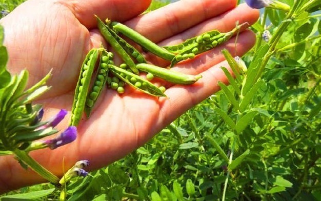 火锅|农村野外这种野草,营养十分丰富,价值很珍贵,以后见到要珍惜