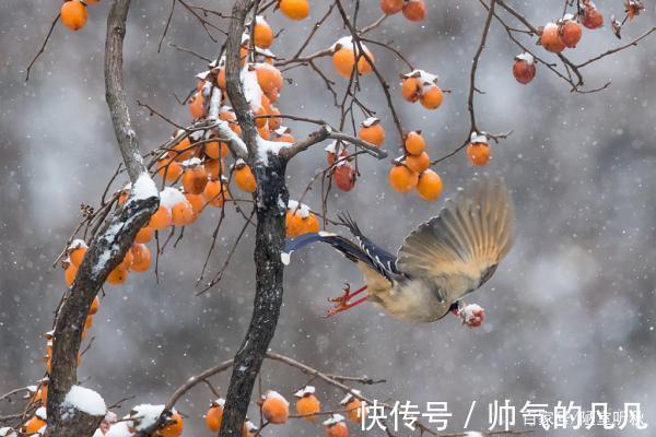 七律@律诗/七律《鸿鹊》