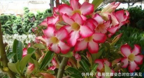 花盆|这3种花不喜欢大盆，盆越小开花越多，越不管它，越蹭蹭的长