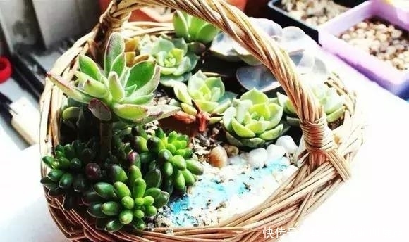 邻居捡破烂养花，全家都反对，栽上花后都笑了！