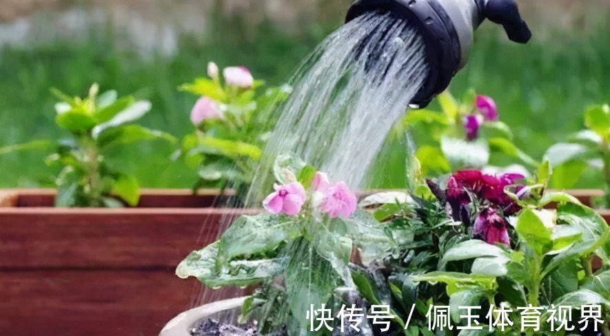 养花浇水不能大意,学会这些技巧,植物养得郁郁葱葱