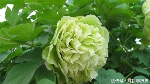 元春不喜“绿玉”,和黛玉无关,而是透露了她被皇后刁难的苦楚