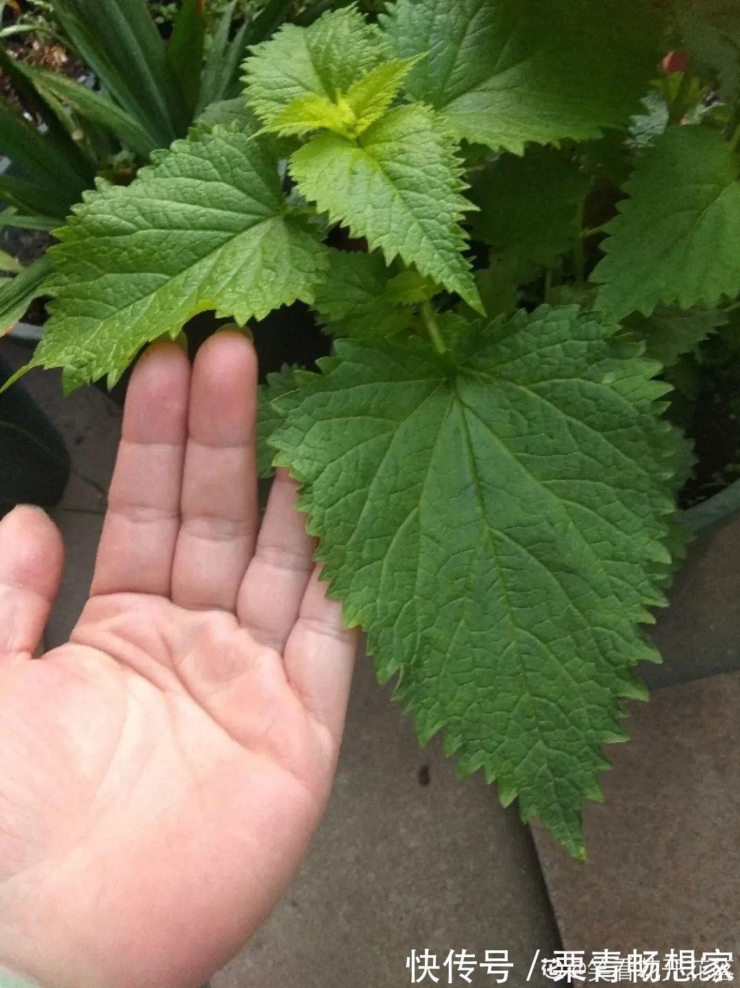 薄荷|7种花插土里,立马长满院子,蚊虫不敢靠近!