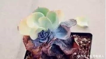 半死不活的多肉植物,只需往盆里加点这个东西,多肉蹭蹭长爆盆