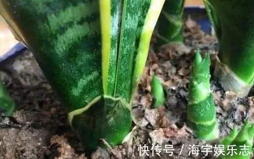 虎皮兰|打开虎皮兰这个神秘机关,疯狂冒芽摁不住,简直把盆撑炸!