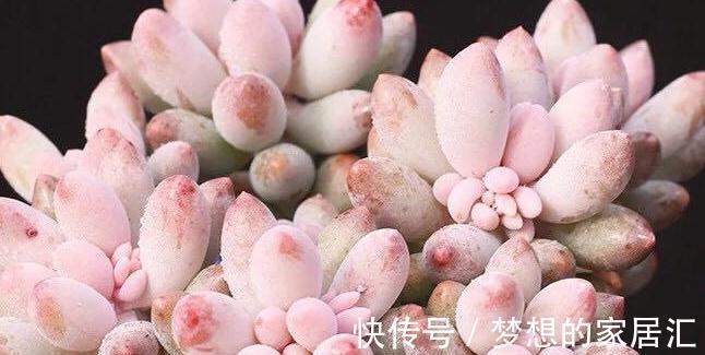 养多肉的重要三部曲,方能把多肉养的肥肥胖胖