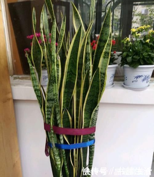 电视柜|电视旁边放啥花卉好？此“3种”植物都爱养，一年四季绿油油