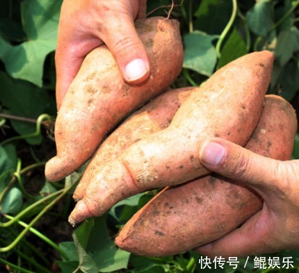 挑红薯,认清“红心”“黄心”再购买,这两者差别很大,别买错了