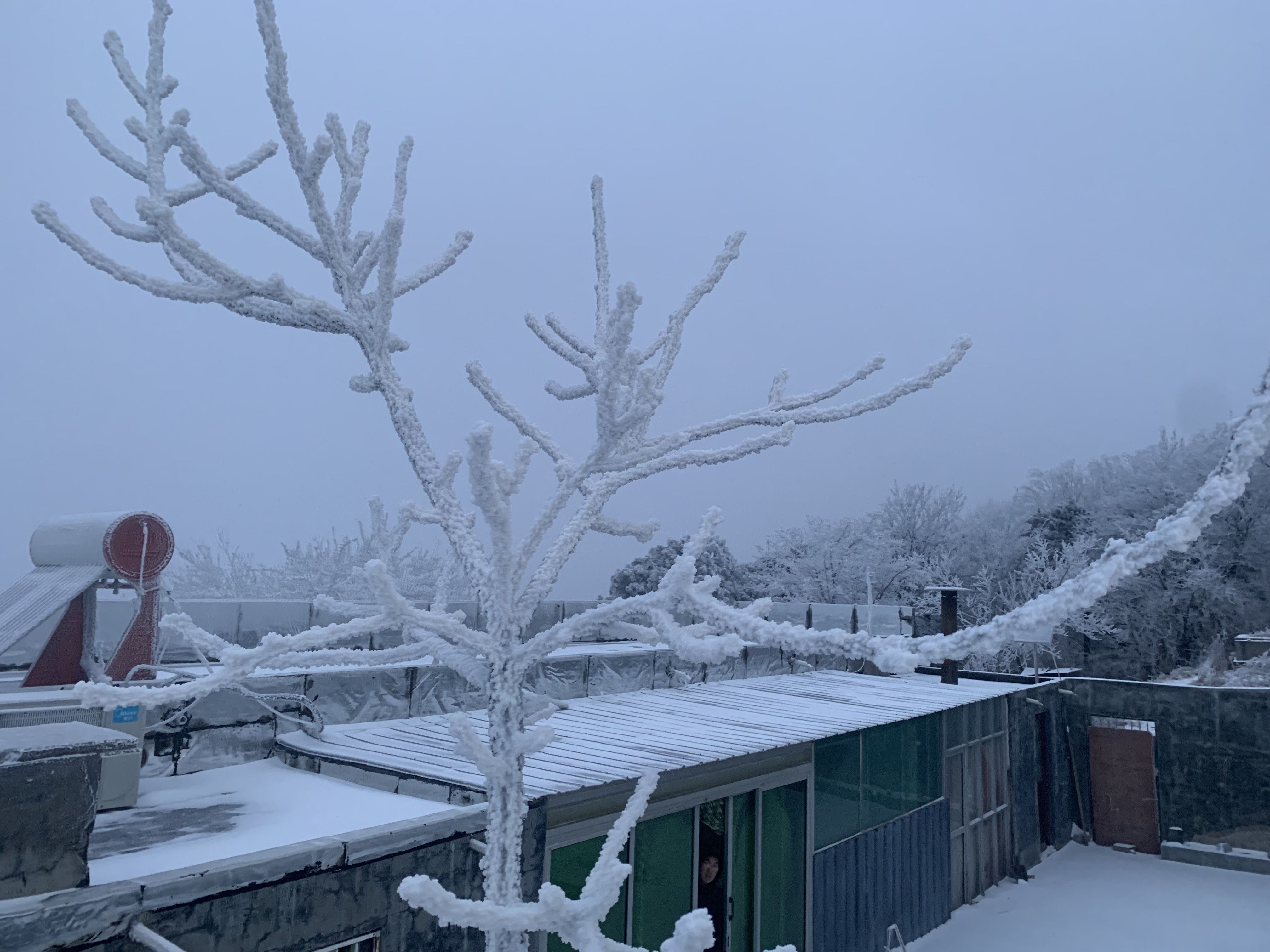 大河报·豫|大范围降雪落中原 中岳嵩山再度现雾凇奇观