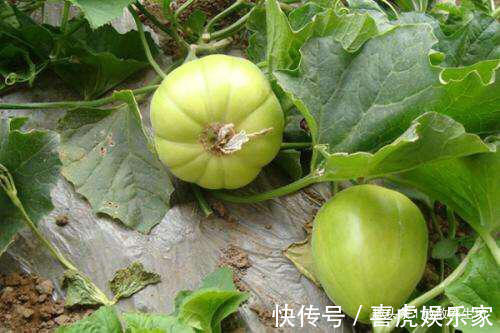 皱纹|女性常吃此物，子宫越来越干净，皱纹不见了，皮肤水嫩嫩，显年轻