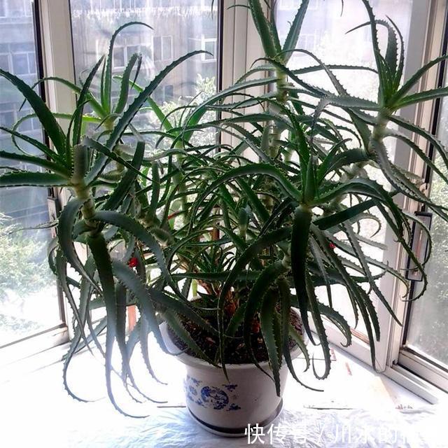 叶子|养芦荟有窍门,一次长芽20个,叶子绿又多,年年开花太美了