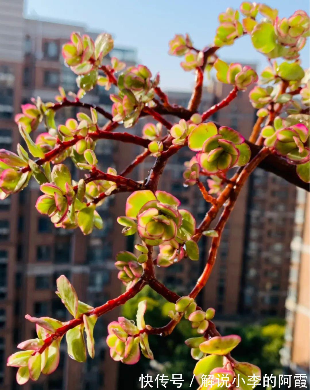 姐姐家的蓝雪花,竟然满盆开红色,变异了吗