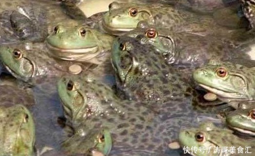 生蚝|这些美味在当地泛滥成灾,在我国却价格不菲,需要人工饲养