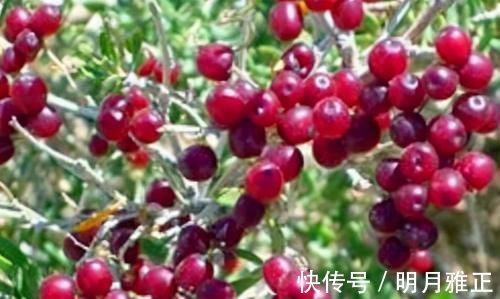 补血养颜|女性皮肤不好,可常吃3食物,补血养颜,淡斑减皱,延缓衰老