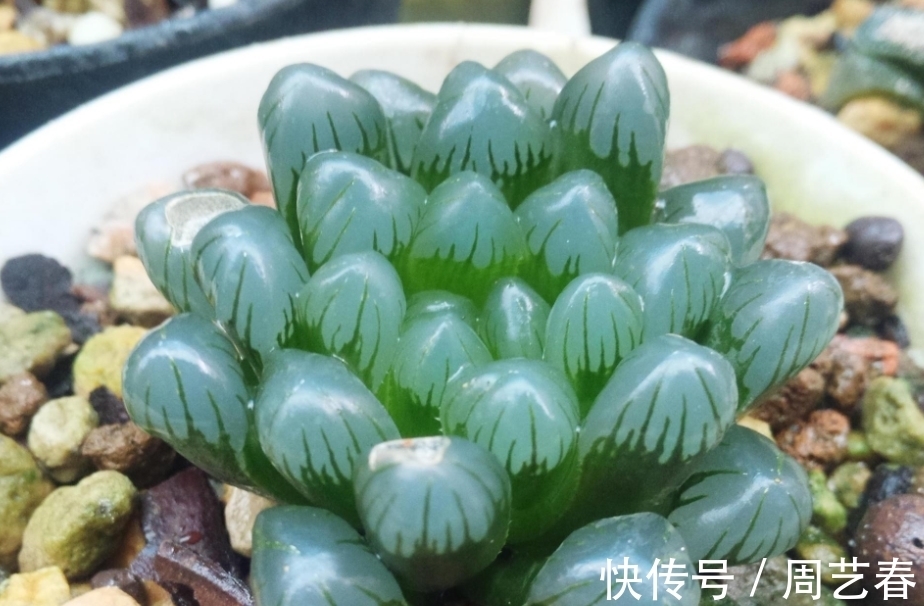 多肉植物玉露养护指南:叶子干瘪摊大饼该怎么办?