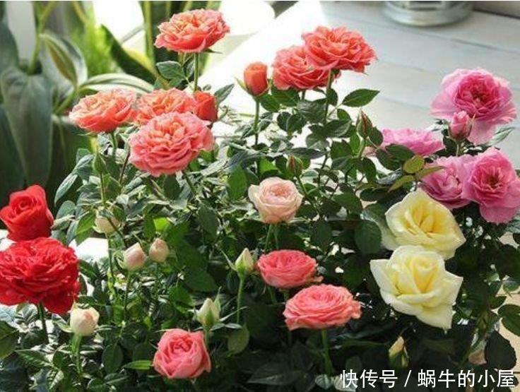 4种花养家里，多姿多彩、美轮美奂，从年头“香”到年尾