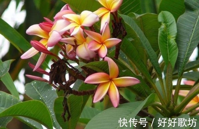 此花是涅槃之花,给人一种满怀希望的动力,为人们带来无尽希望!