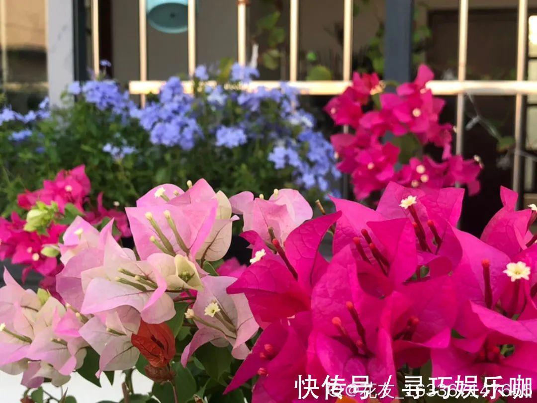 9种花特怕冷,低温浇水容易冻死,夜晚套袋子保暖