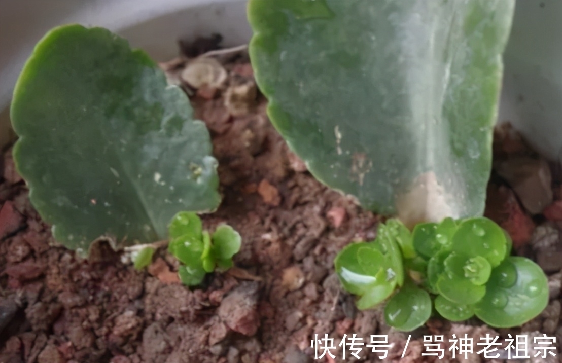 3种可以叶插的花卉,很容易成活,新手“玩”可以,但是养大很难