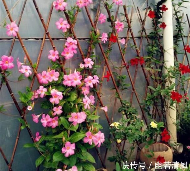 适合家养的几款花卉，开花勤爱爆盆，盛开时繁花似锦