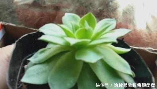 夏天|多肉观音莲，最爱“吃大饼”，一摊一大张，一个夏天都犯愁