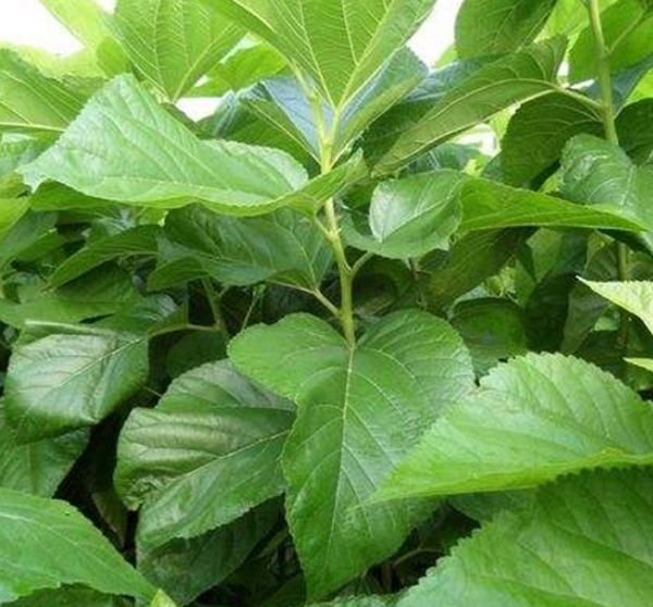 三高人群注意了， 饭后喝一杯，刮油去脂排除血液垃圾