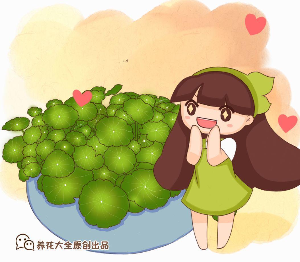 6种寓意好的花,剪根枝就能活,年年爆盆不操心!