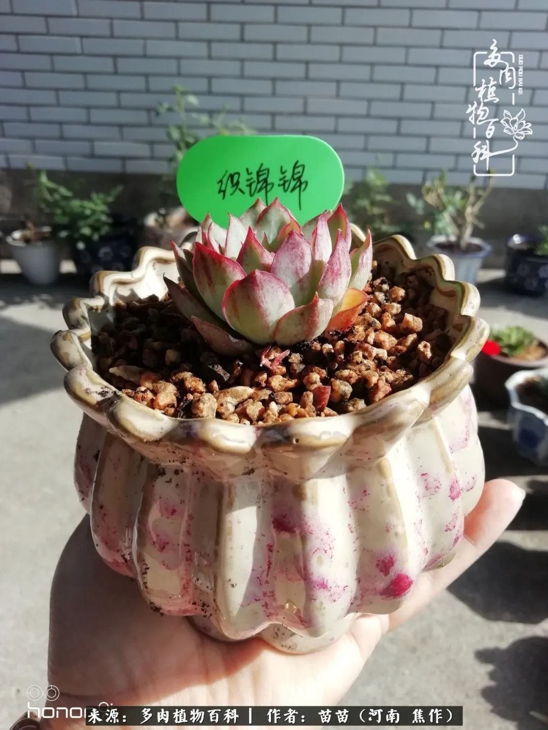 迷上多肉后，有一种喜欢叫一日看三回！