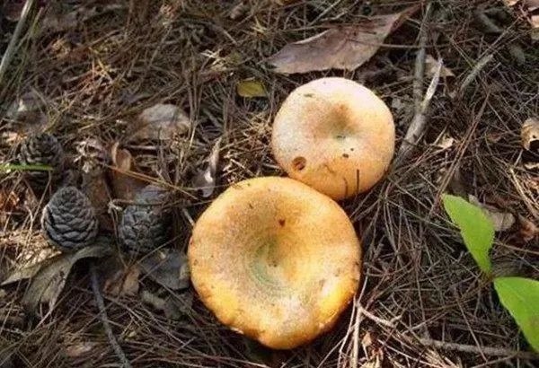 农村|农村6种难得野味,好吃但是难找,全吃过的人不多,你吃过几种