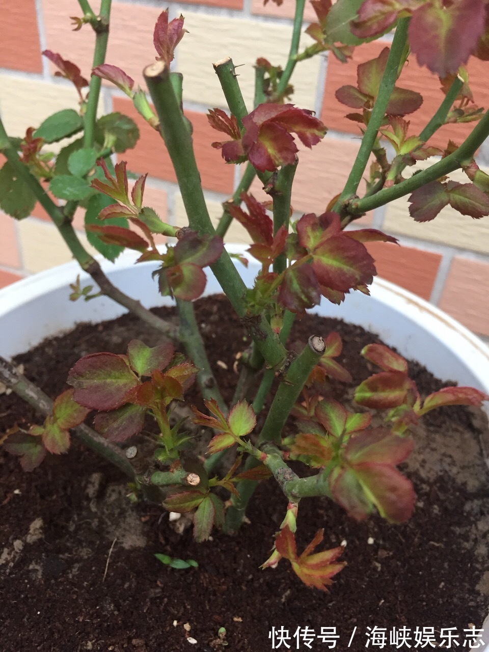 花芽|你扔掉的月季、蝴蝶兰,被我捡回来,养了1个月,嗖嗖冒“花芽”