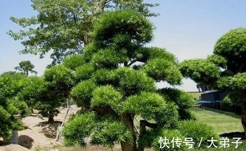 盆栽|罗汉松盆景价值高，定时修剪多浇水，轻轻松松养成老桩，价值更高