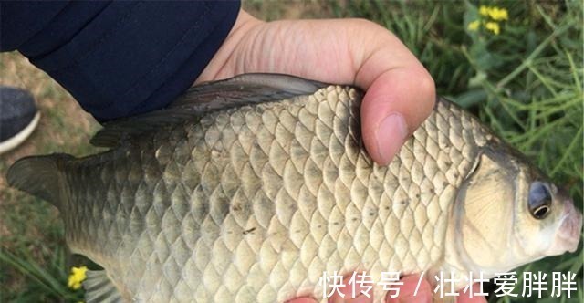 入冬之前野钓大鲫鱼,我从来不用蚯蚓和红虫,这些素饵才是首选!