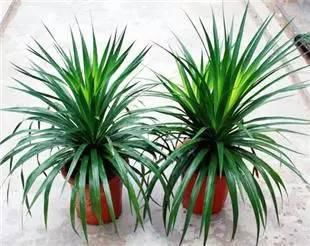 送给那些养花，却总是把花养死的人