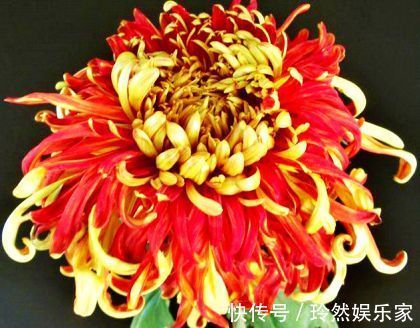 唐宇|喜欢菊花,不如养“精品名菊”唐宇霞辉,似落日霞光,冷艳香凝!