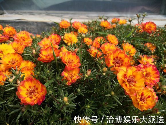 养护|偷偷给妈妈养的太阳花狠狠剪了个光头,一个月后开花爆盆,真值