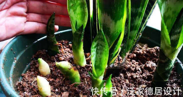 根系|想让虎皮兰爆崽,避开“这三怕”,次月咕噜冒芽穗,还能开小黄花