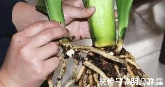 扦插君子兰、蟹爪兰，就用3种“溶液”，白根疯长，不久就成活