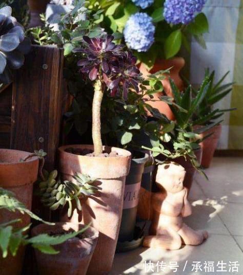 花卉|家庭的这2种“食物壳”,砸碎之后,撒在花盆里,养啥花都能旺!