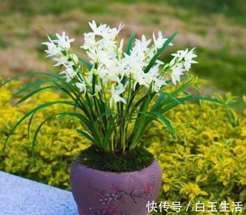 白雪公主|兰花界的新宠“白雪公主”，花色素雅，香味扑鼻，新手也能养好