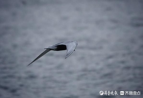 湖面|华山湖“湖”拍，几只椋鸟在湖面上飞来飞去