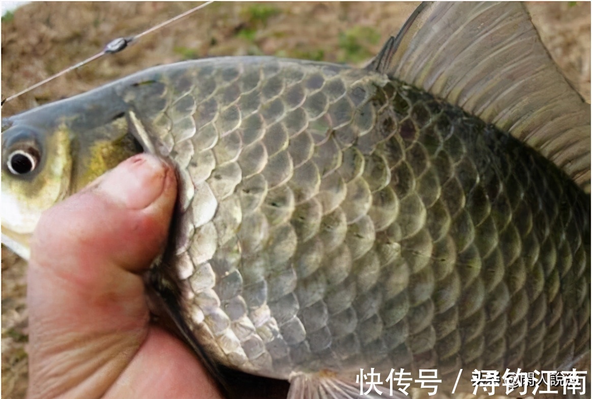 觅食|为何你在秋天钓不到鱼?别人却收获满满,原来是你忽视了天气因素