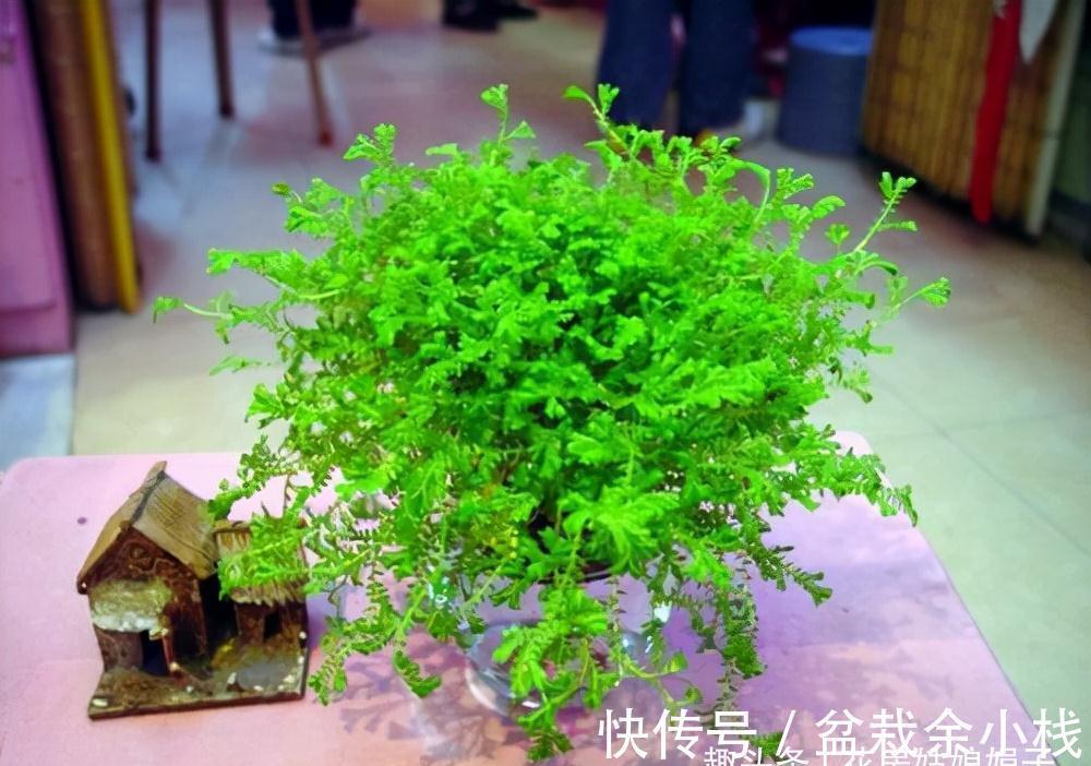 这种草是蕨类植物,能给兰花铺面,好看好养益处多,比苔藓还好用