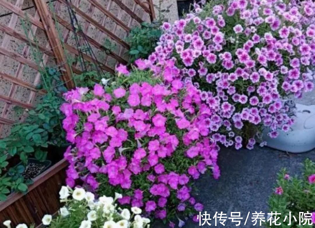 小花园|春天养上5种花，开花一茬接一茬，阳台变成小花园