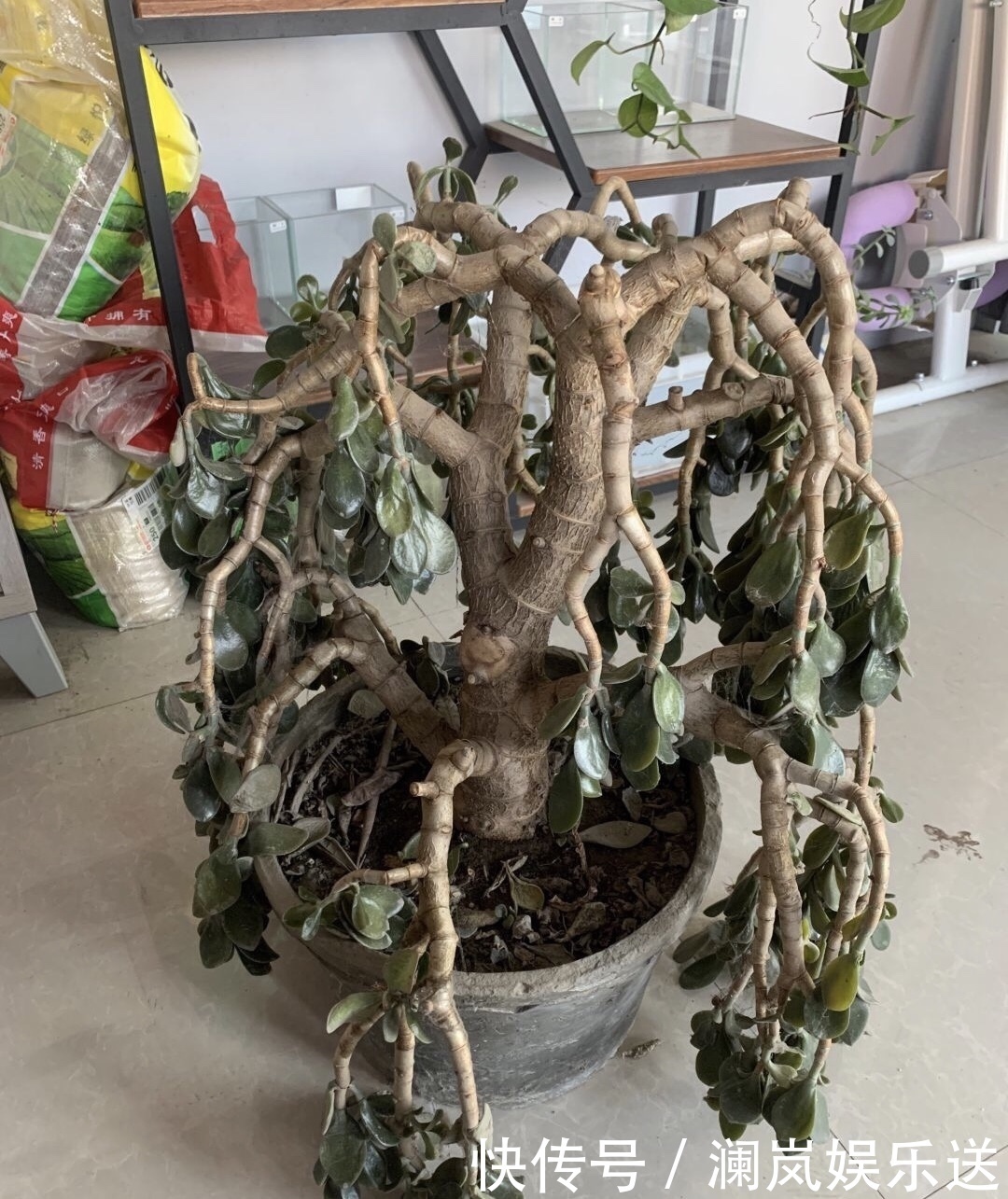 玉树|养了5年玉树,1晚上冻成“八抓鱼”,枝干发软、没救了