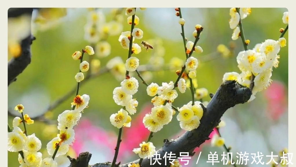 胭脂铅粉#明冬素润,千山暮雪,护月云轻,嫩冰犹薄