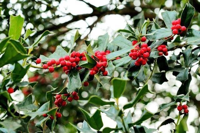 寓意|这树为“圣诞”而生,有着红果子和翠绿叶片,寓意红火大家都喜欢